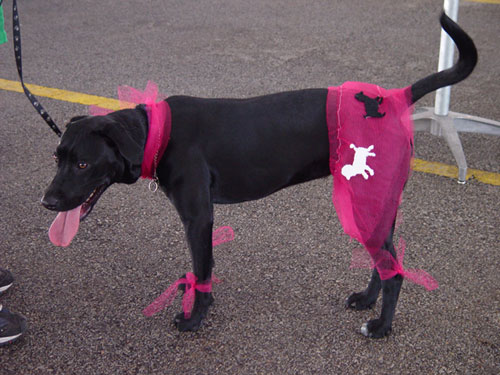 Poodle Labrador