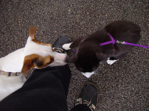 Mustapha meets a dog